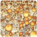 Псилоцибиновые (галлюциногенные)  грибы Psilocybin "Golden Teacher" в Боровске